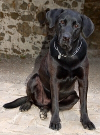 Jelly "Der schwarze Hund von Kollmitz" der eine eigene Auffasung von der Art des zu kassierenden Obulus hat.  Eigene Aufnahme 2006